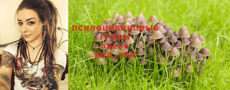 Галлюциногенные грибы Psilocybe  дарнет шоп  Бежецк 